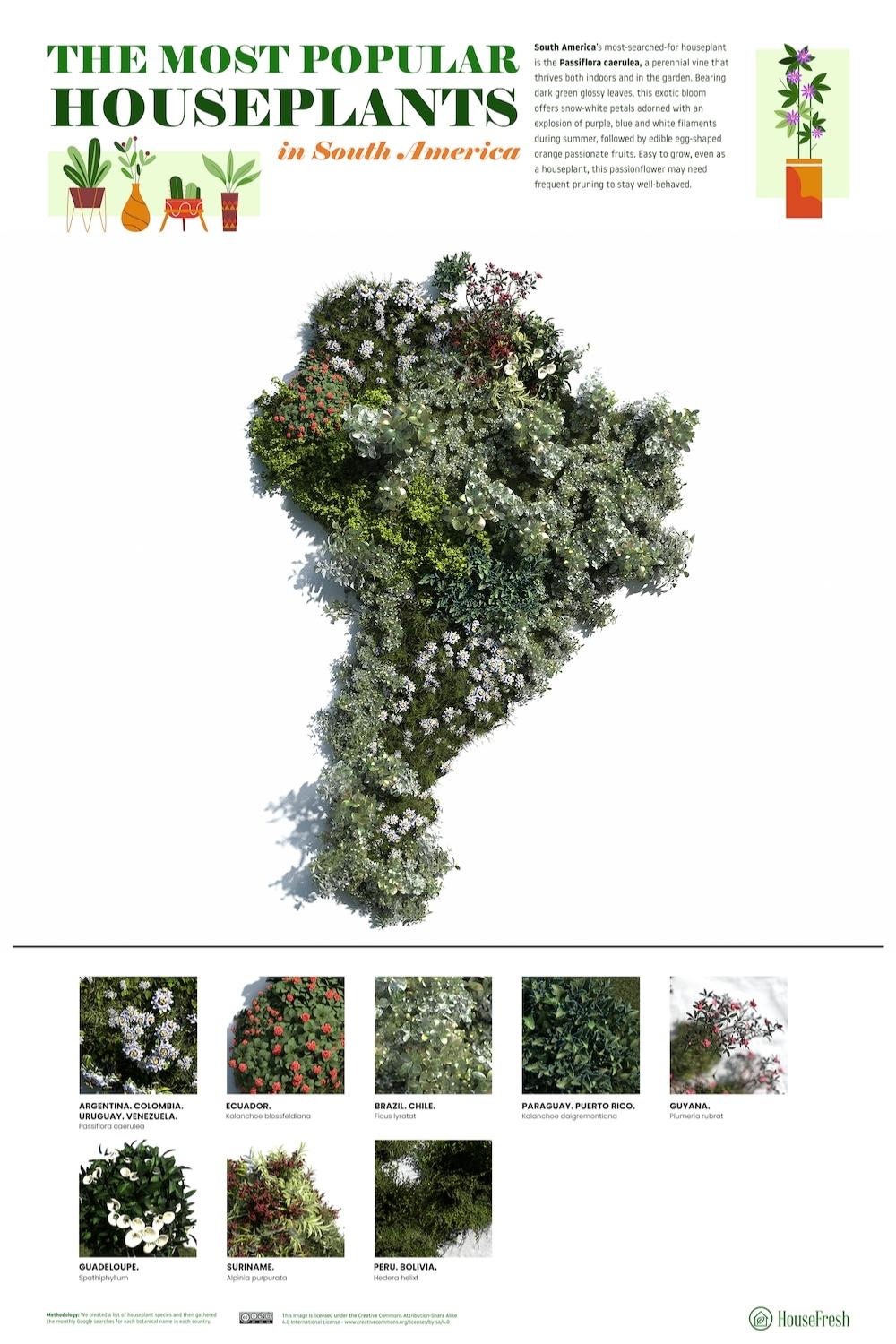 3D Map Most Popular Houseplants in South America