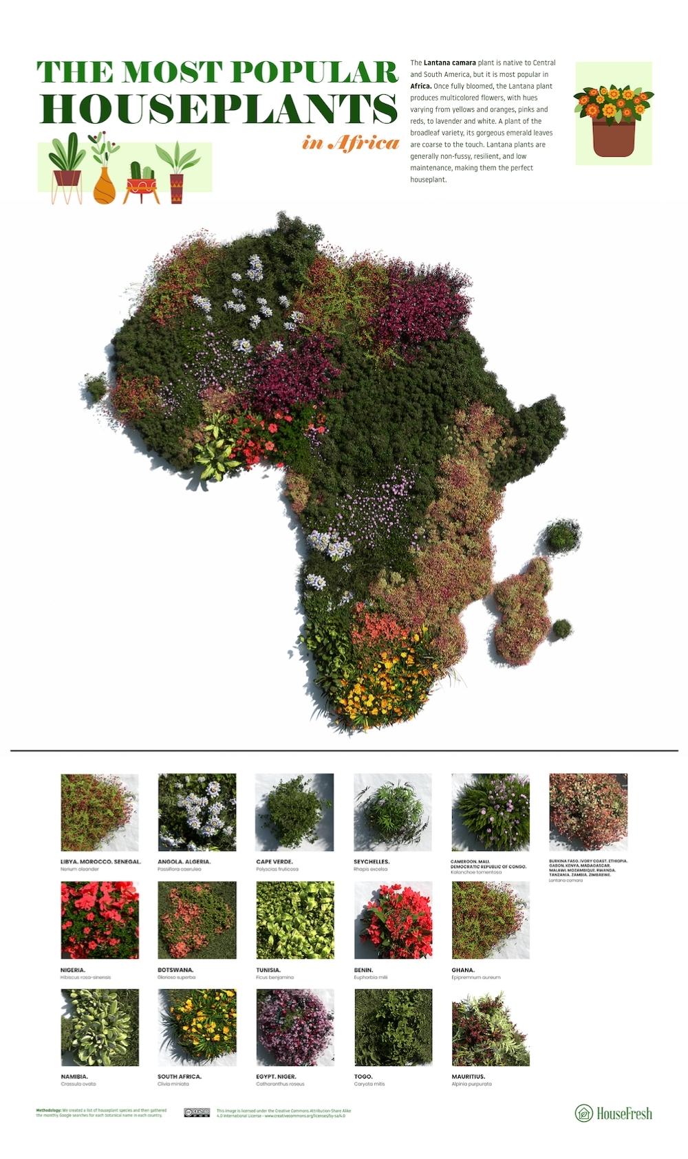 3D Map Most Popular Houseplant in Africa