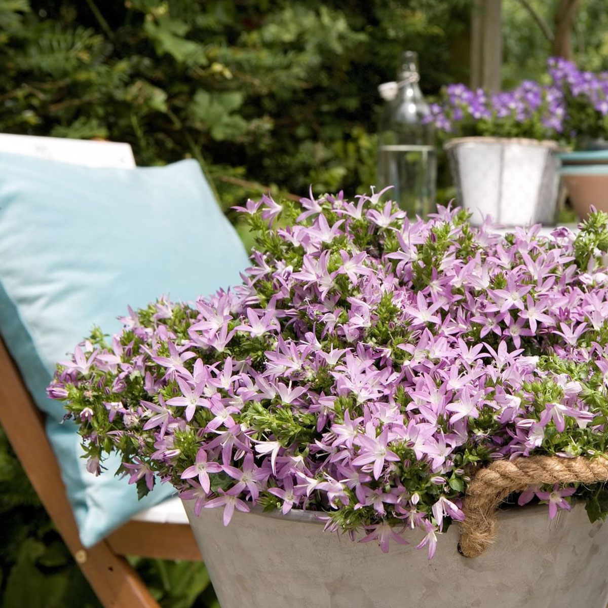 Campanula Adansa Pink - on Thursd