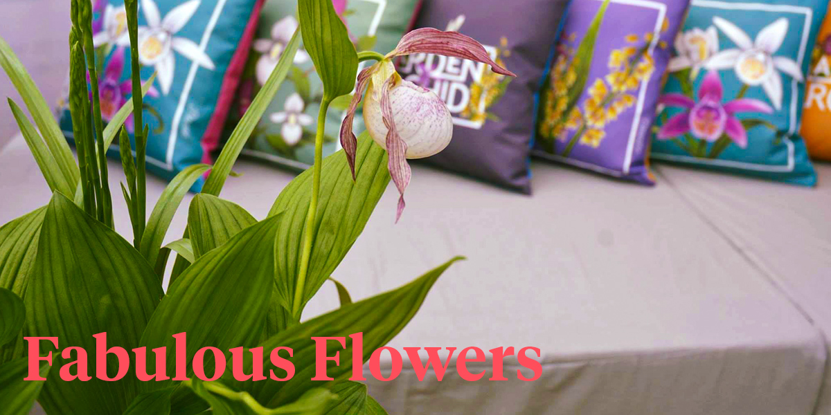 garden-orchids-give-your-garden-that-tropical-look-header
