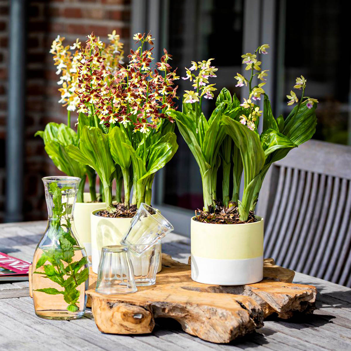 garden-orchids-give-your-garden-that-tropical-look-featured