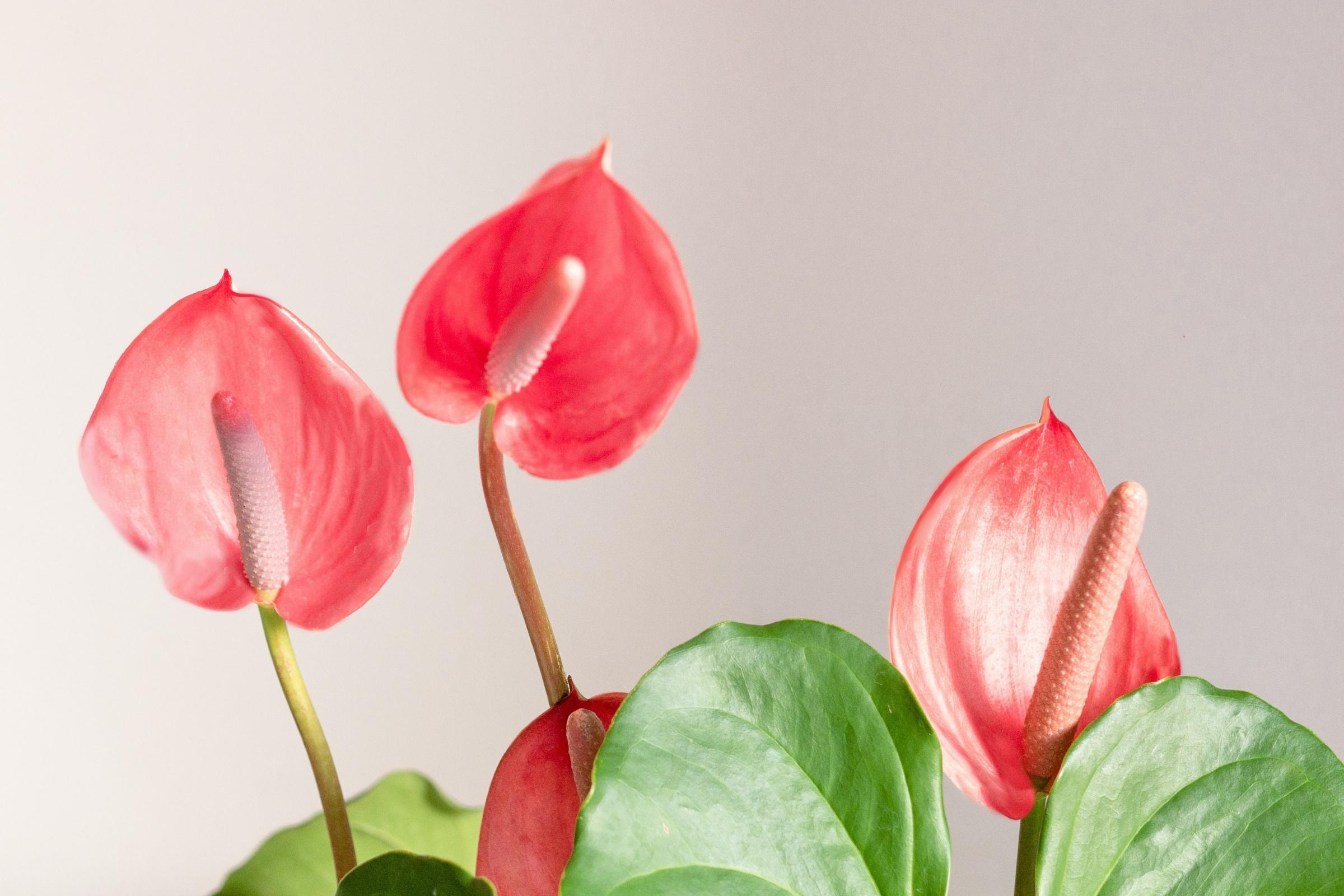 Top 10 Houseplants With Red Leaves