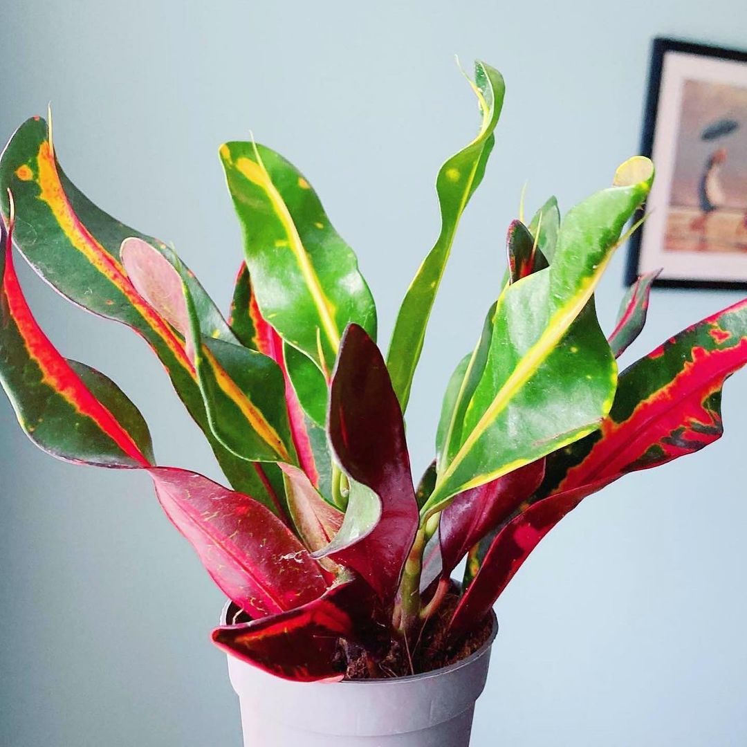Plant With Red and Green Leaves Codiaeum Variegatum Mammy Red