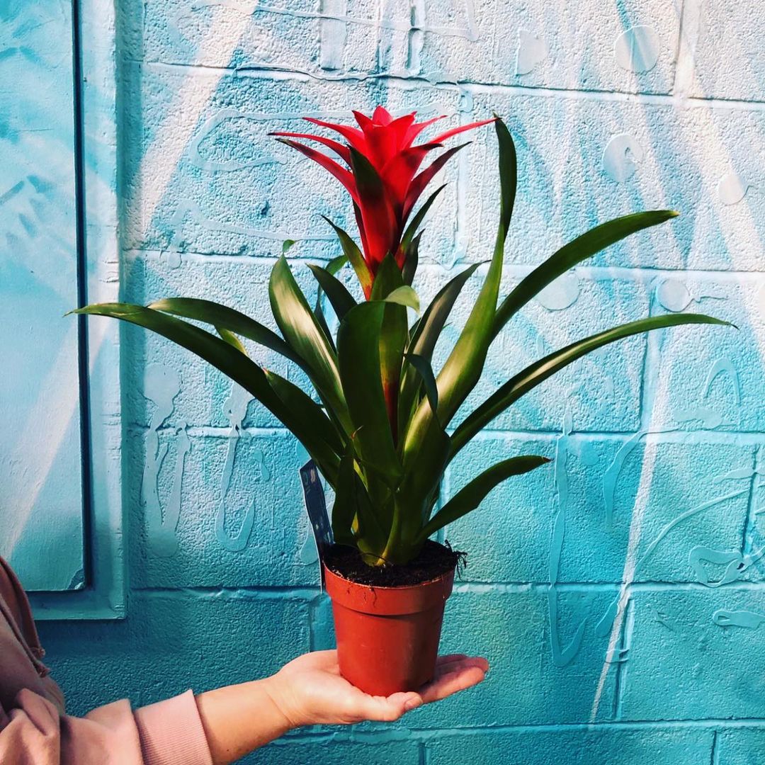 Houseplants with Red and Green Leaves Bromeliad Guzmania