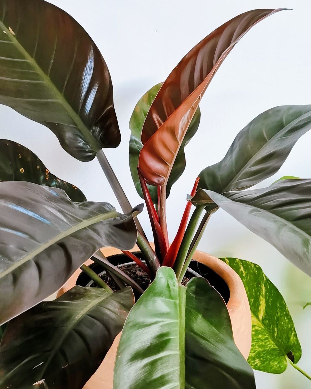 Plants With Red and Green Leaves Philodendron Imperial Red
