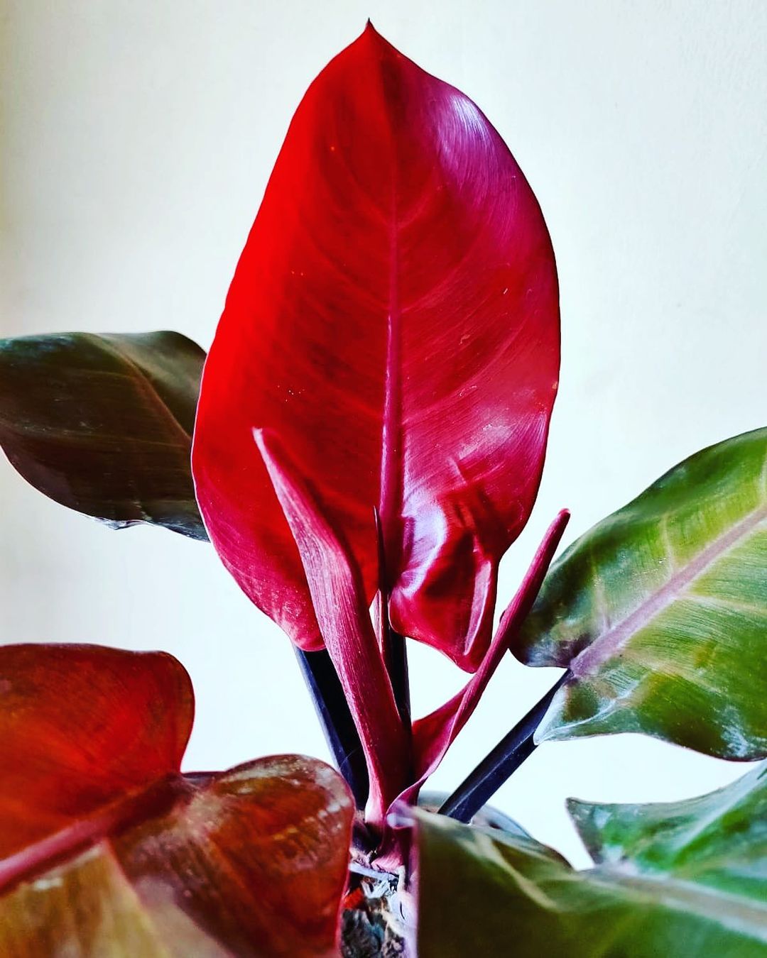 Plant With Red Leaves - Nehru Memorial