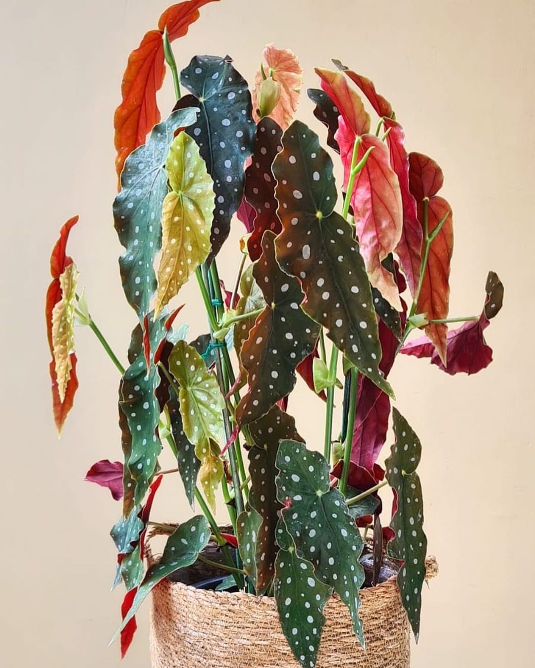 Houseplants with red leaves Begonia Maculata