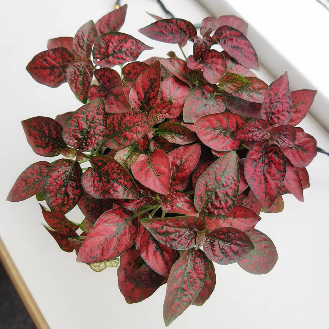 Plants With Red and Green Leaves Hypoestes Phyllostachya Confetti Compact Red