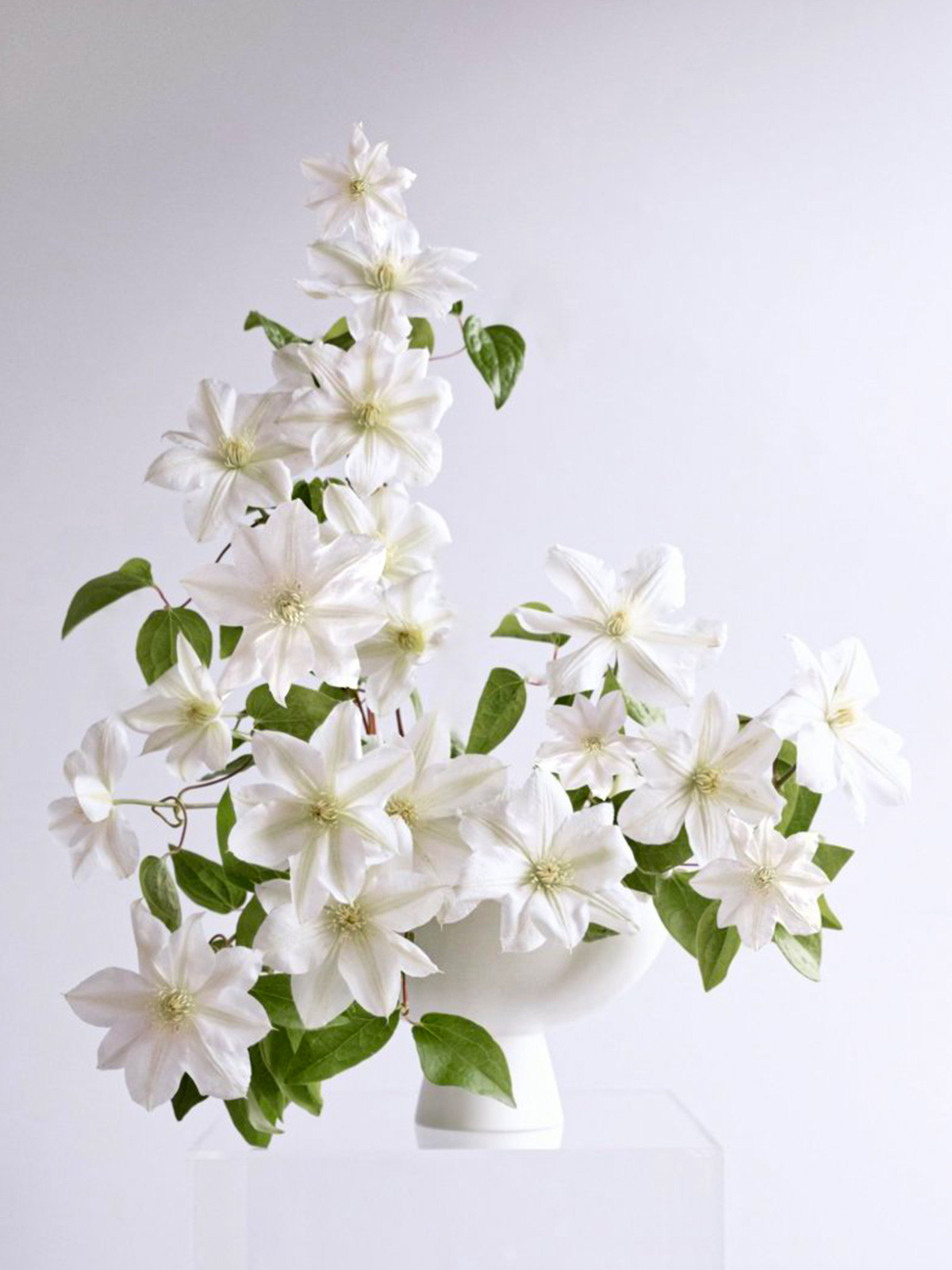Joseph Massie Clematis Amazing Vienna white flowers