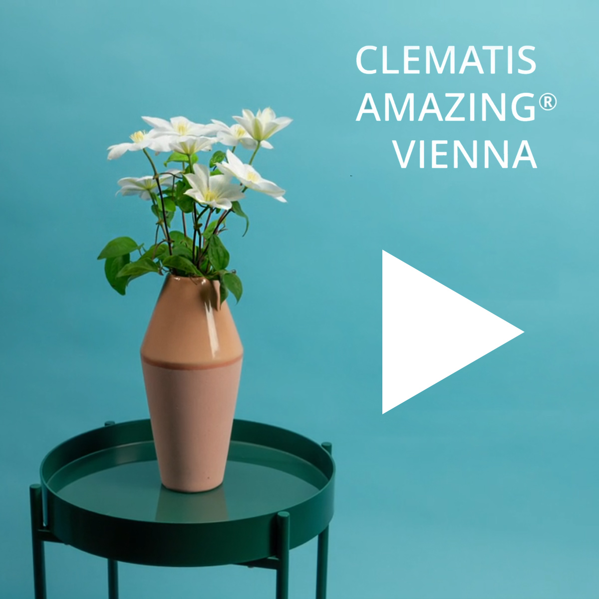 Clematis Amazing Vienna video - on Thursd
