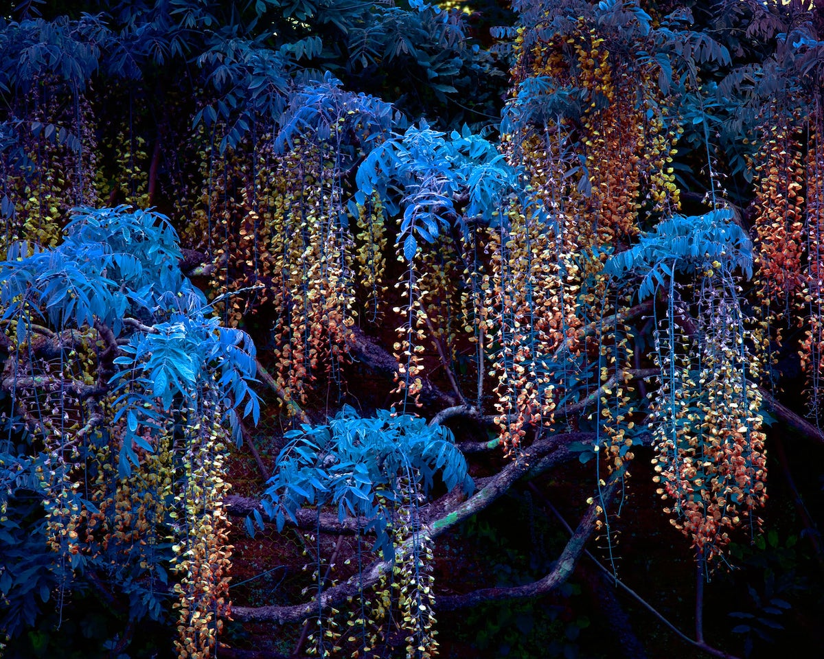 Tom Leighton Nightlife Plant Photography - on Thursd