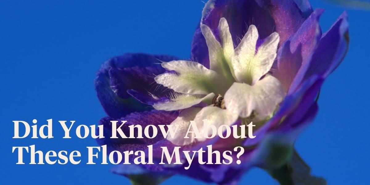 header Flowers in Greek Mythology These Are Some of the Best Floral Myths.jpg