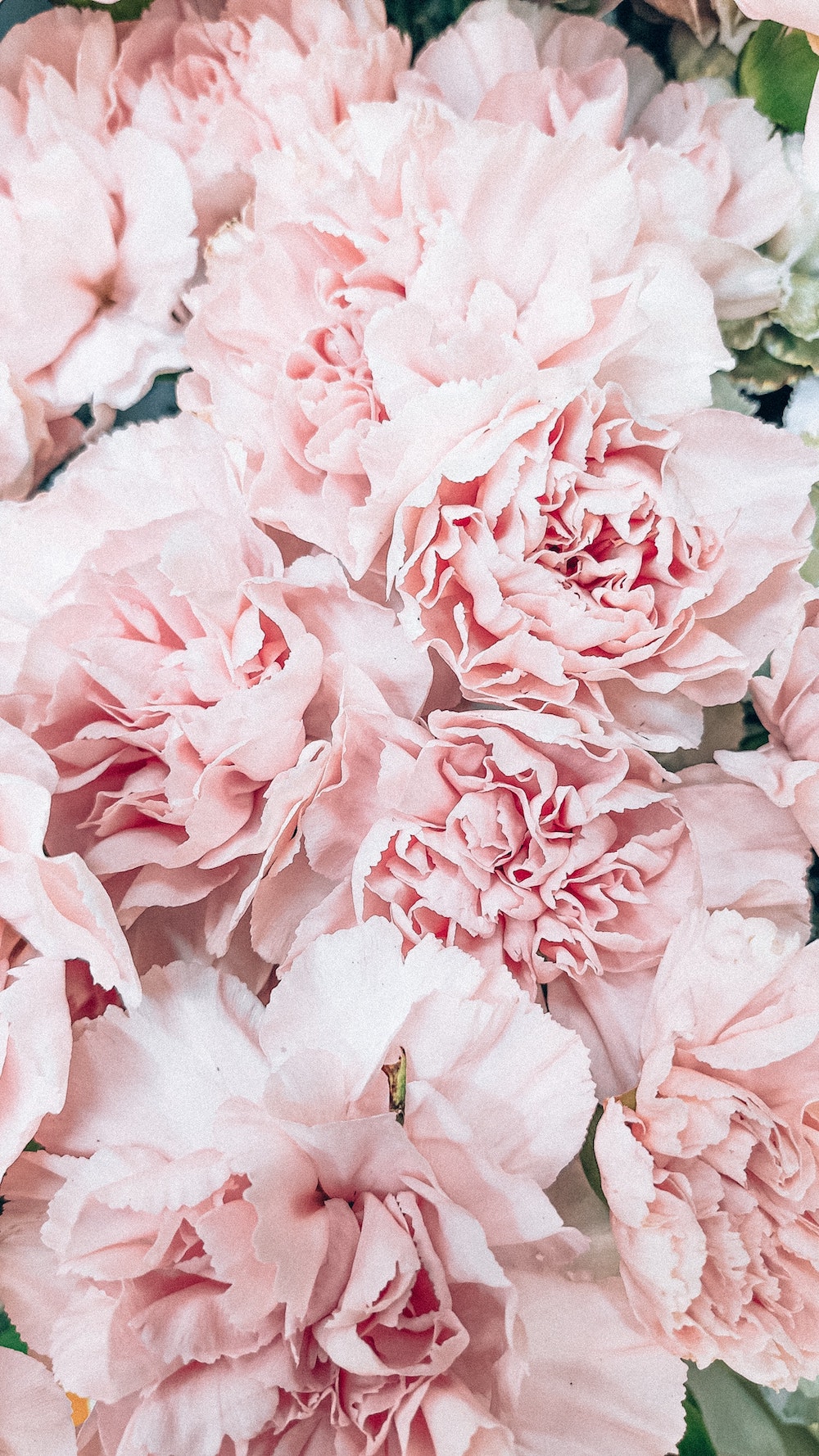 The meaning of peonies in Greek mythology
