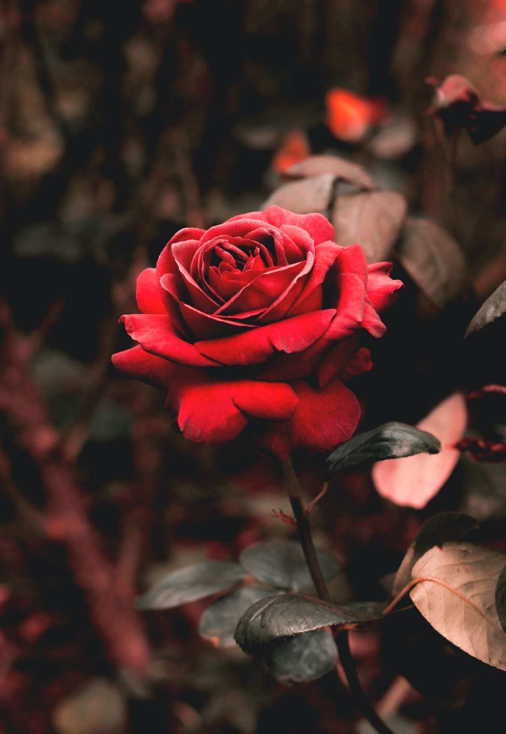 The meaning of roses in Greek mythology - on Thursd