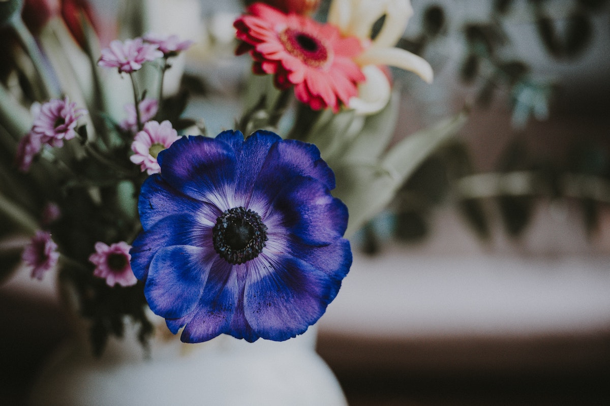 The meaning of anemones in Greek mythology - on Thursd
