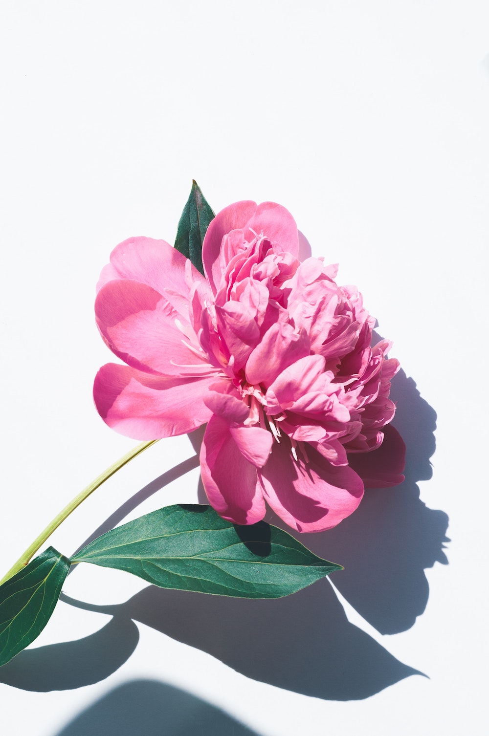 The meaning of peonies in Greek mythology - on Thursd