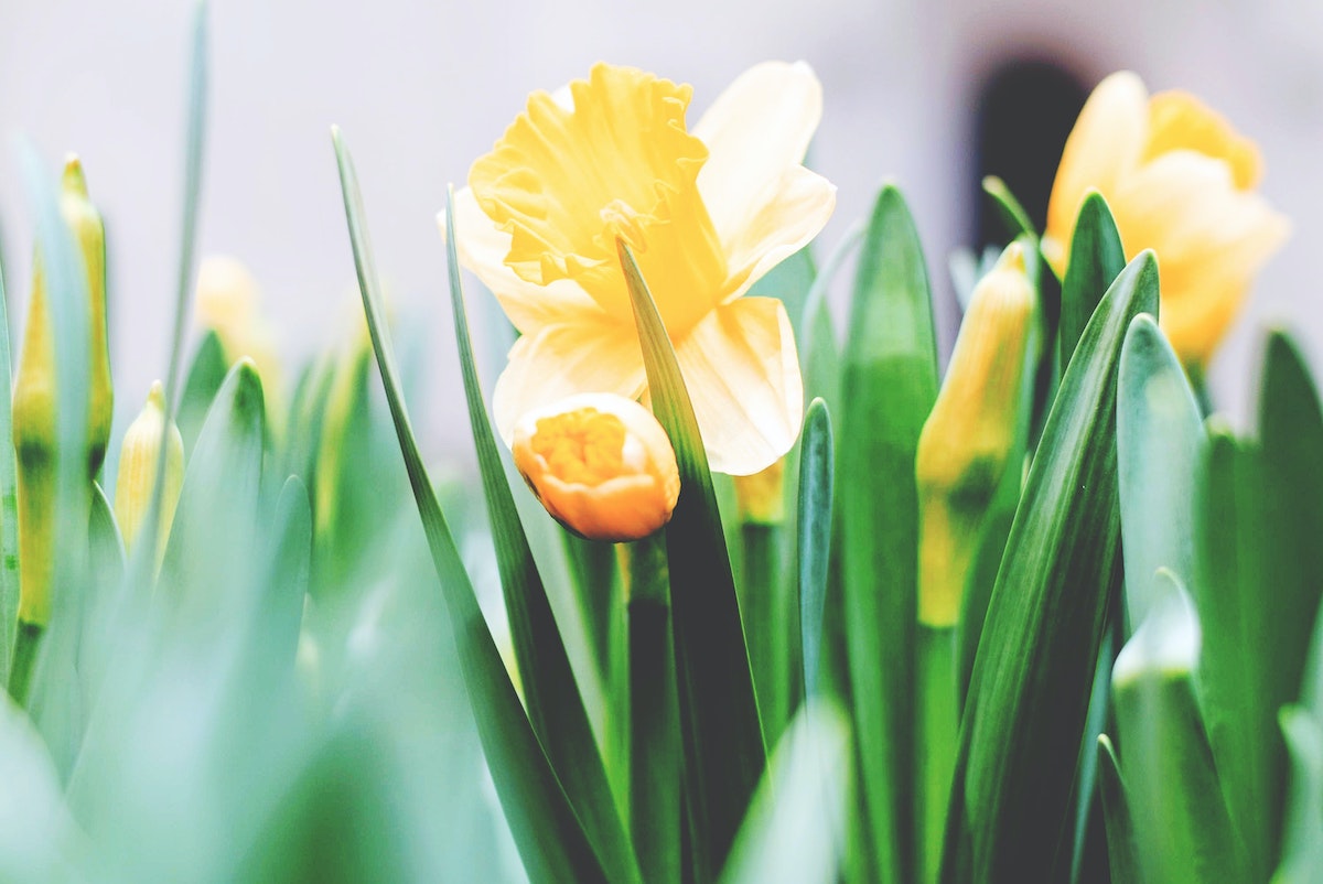 The meaning of daffodils in Greek mythology - on Thursd