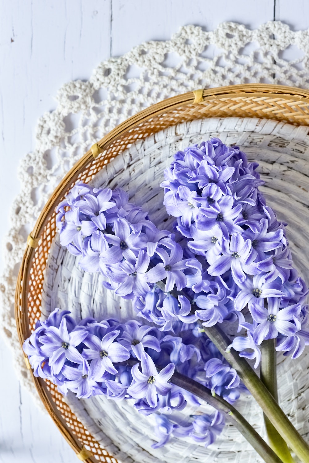 The meaning of hyacinthus in Greek mythology - on Thursd