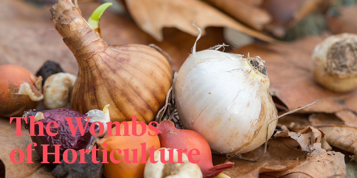 explained-bulbs-tubers-rhizomes-corms-and-many-more-header
