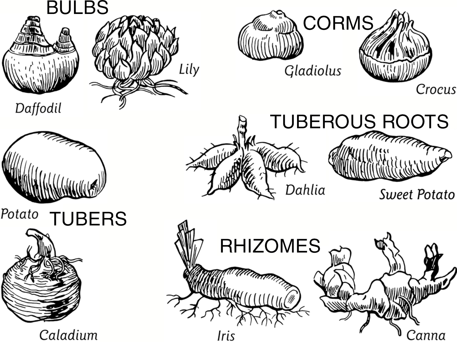 Bulbs Tubers Rhizomes Corms - on Thursd