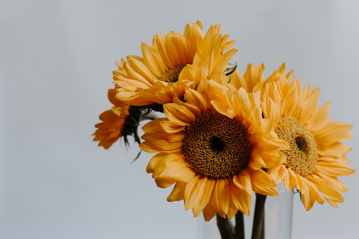 Sunflowers are the most romantic flowers for Valentine's Day - on Thursd