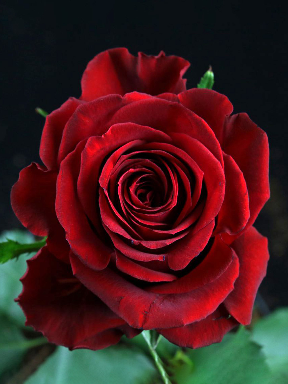 The 11 Best Roses in Passion Red Color - Article onThursd