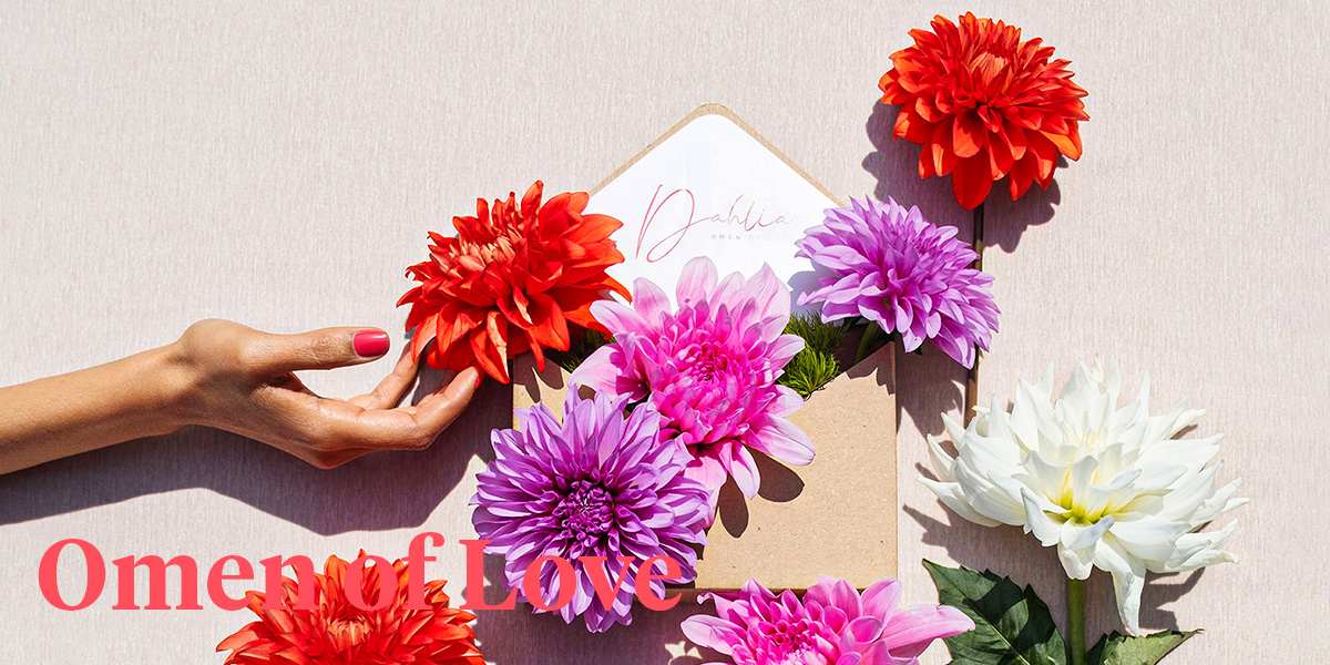 Dahlias and Valentine's Day - The Perfect Match - Article onThursd