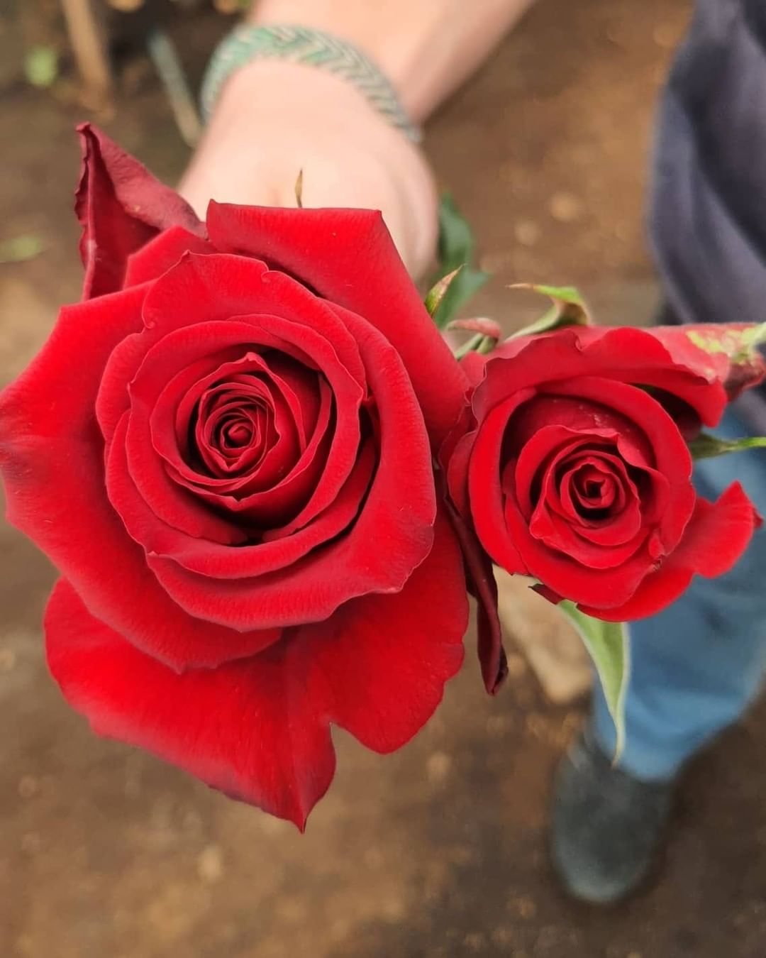 Born Free roses De Ruiter Innovations Ecuador - on Thursd