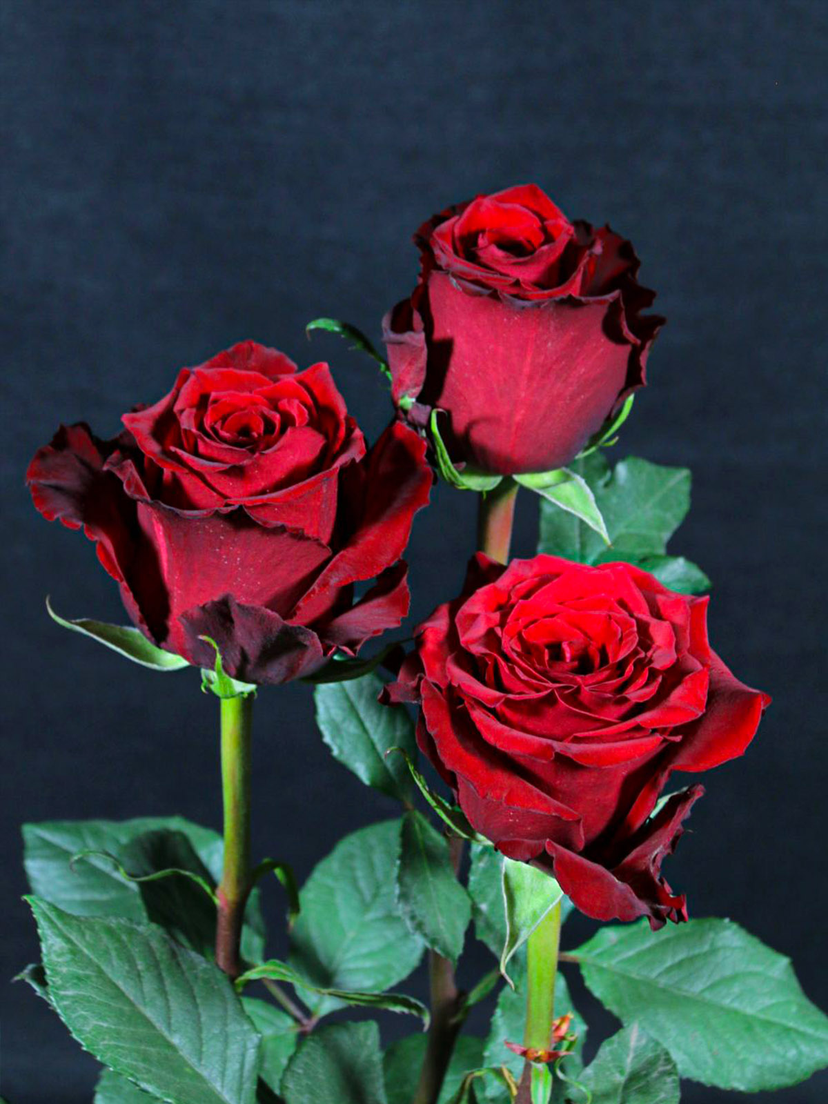 De Ruiter's red rose Born Free - on Thursd