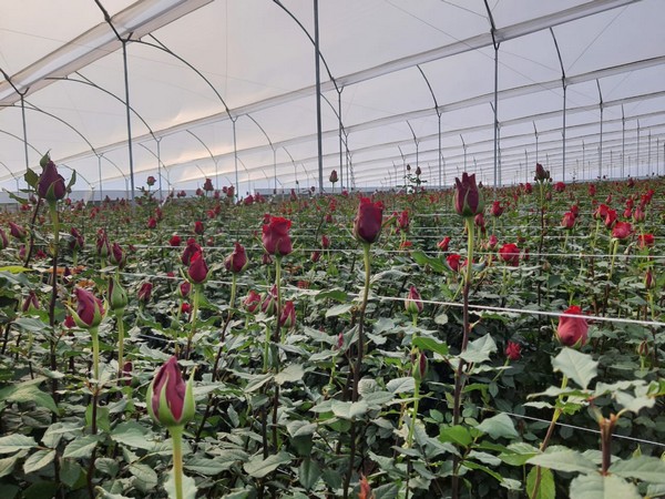 Born Free roses from De Ruiter at the farm in Ecuador - on Thursd
