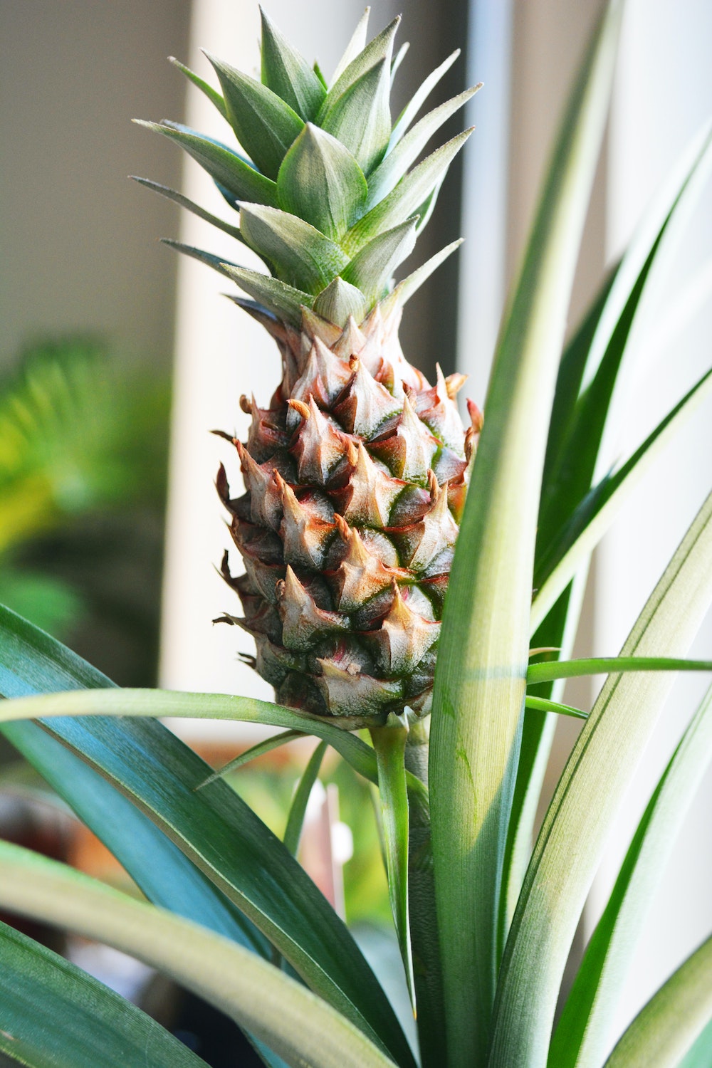 The stunning pineapple plant - on Thursd