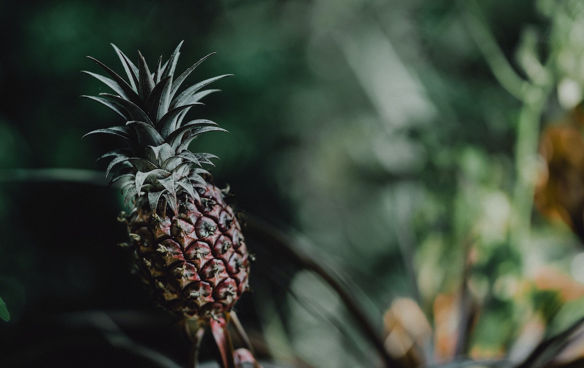 Ornamental Pineapple Plant Ananas Comosus Bromelia Specialist - on Thursd 