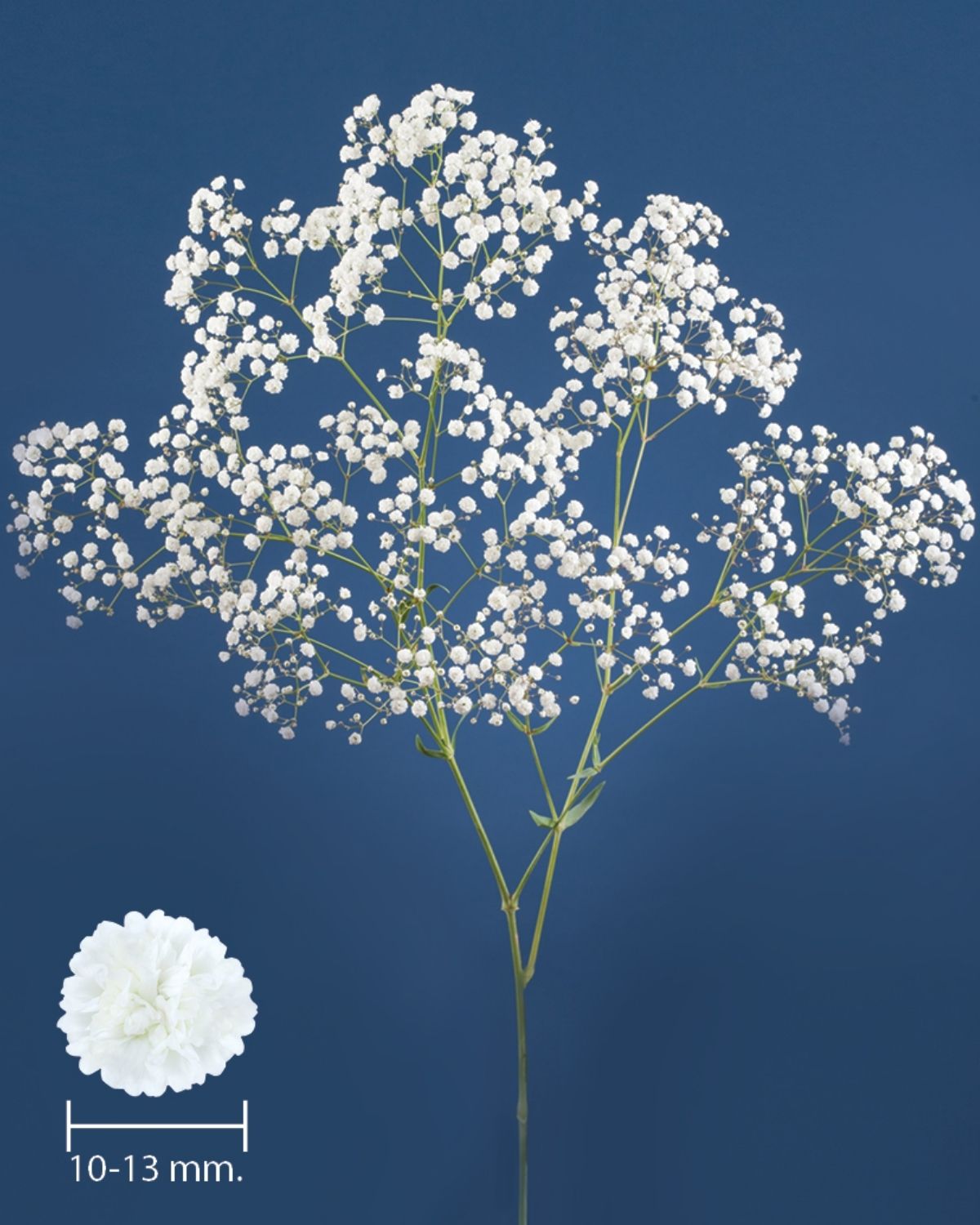 Gypsophila Xlence - 10-13mm flowers - on Thursd