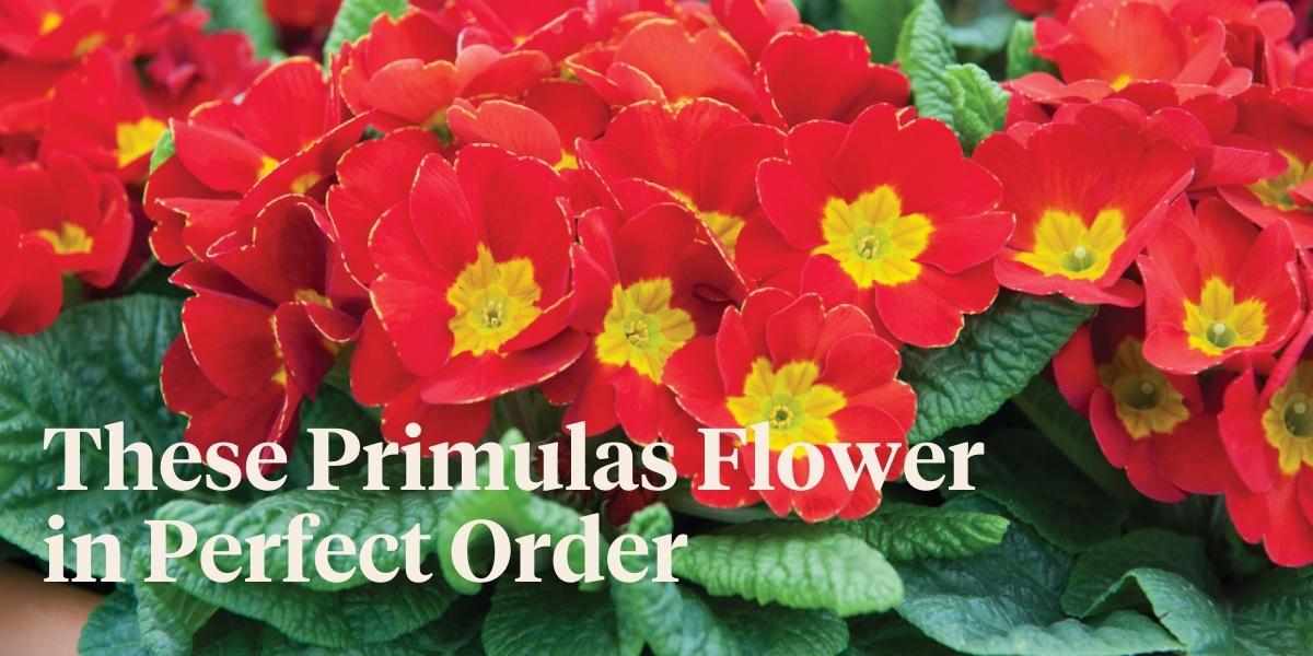 its-all-about-convenience-with-the-primula-primetime-header
