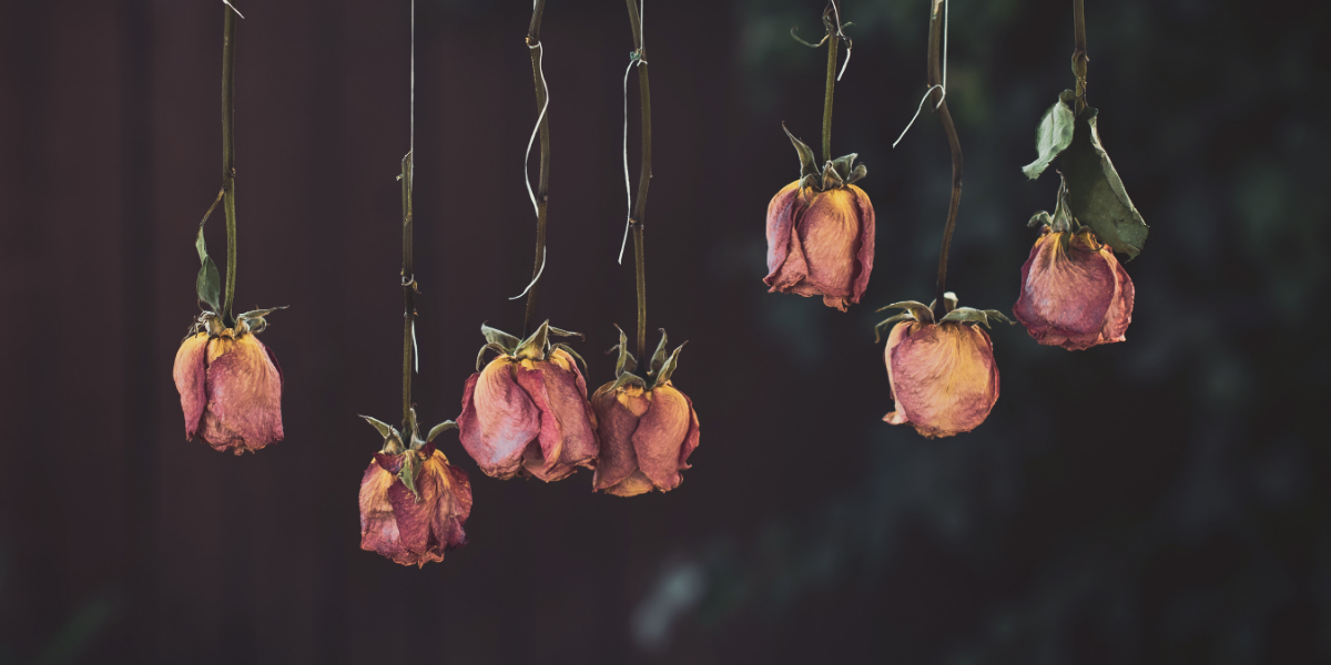 The Differences Between Dried Flowers and Preserved Flowers Drying Flowers upside down