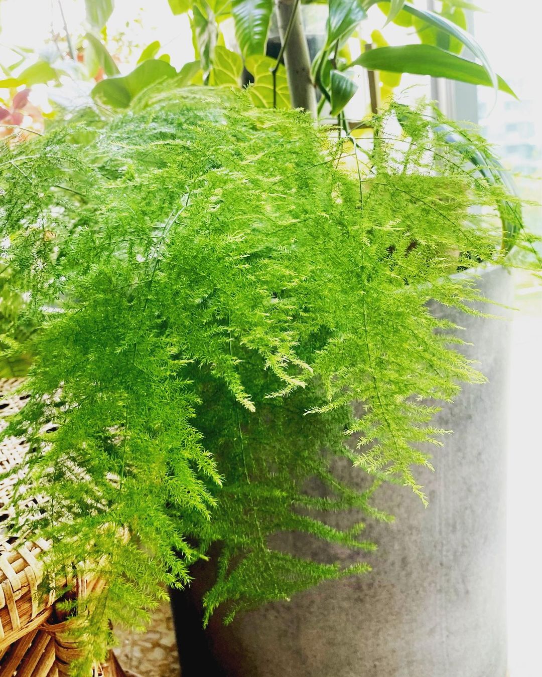 Best foliage for bouquets asparagus fern from Evanthia - on Thursd