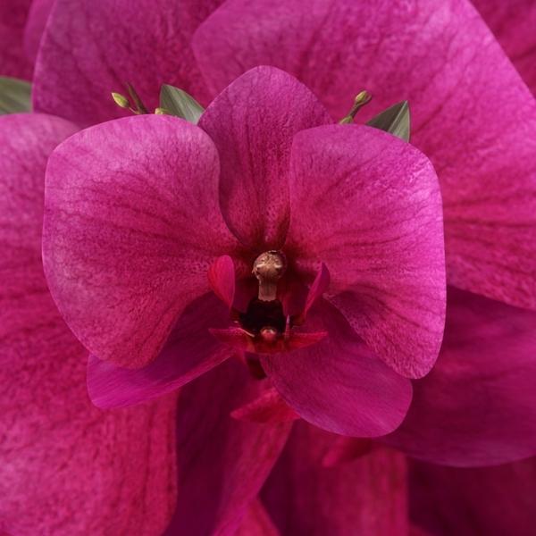 WSGN color of the year 2022 Orchid Flower - on Thursd