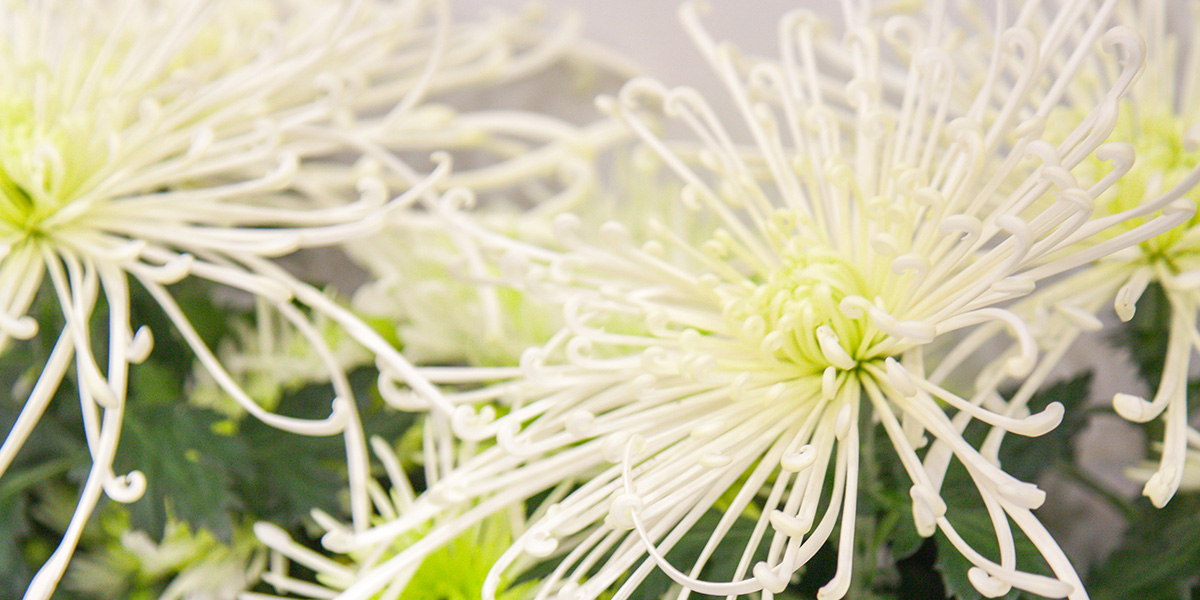 Chrysanthemum Fireworks™ Cream Product onThursd