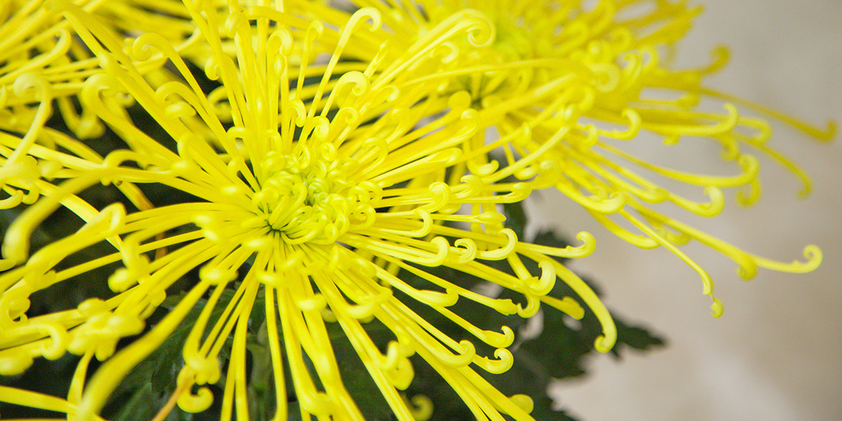 Chrysanthemum Fireworks Yellow Pot plant on Thursd header.jpg