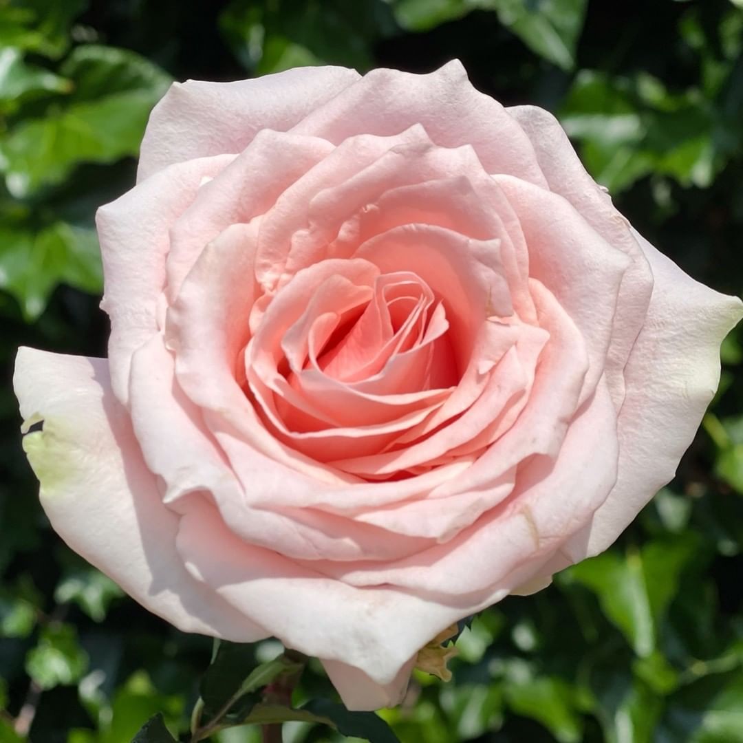 Harmony in Peach rose from Decofresh - on Thursd