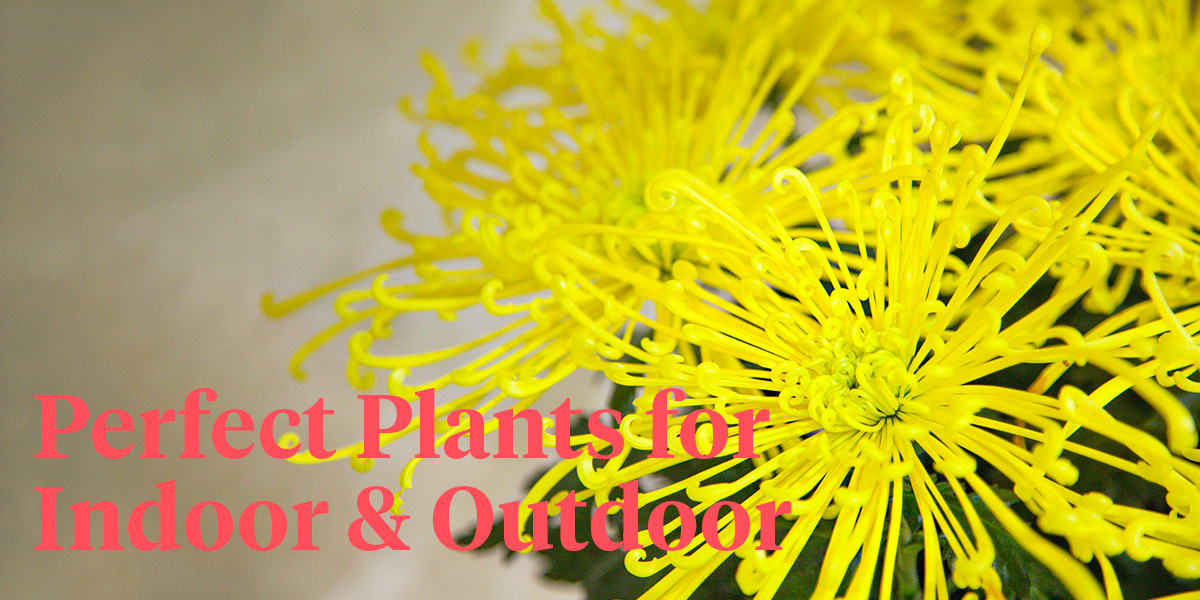 return-of-the-popularity-of-disbudded-pot-chrysanthemums-header