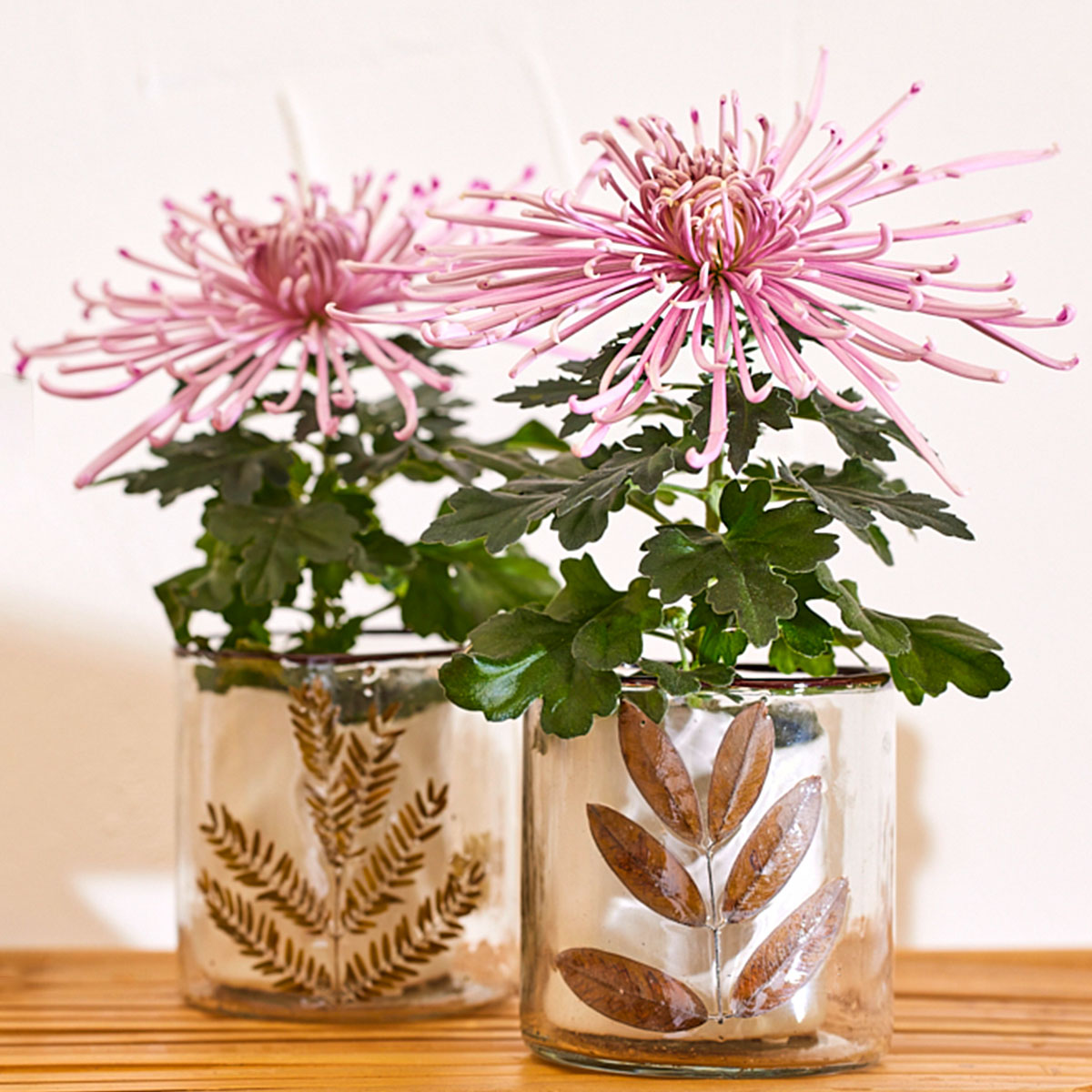 return-of-the-popularity-of-disbudded-pot-chrysanthemums-featured