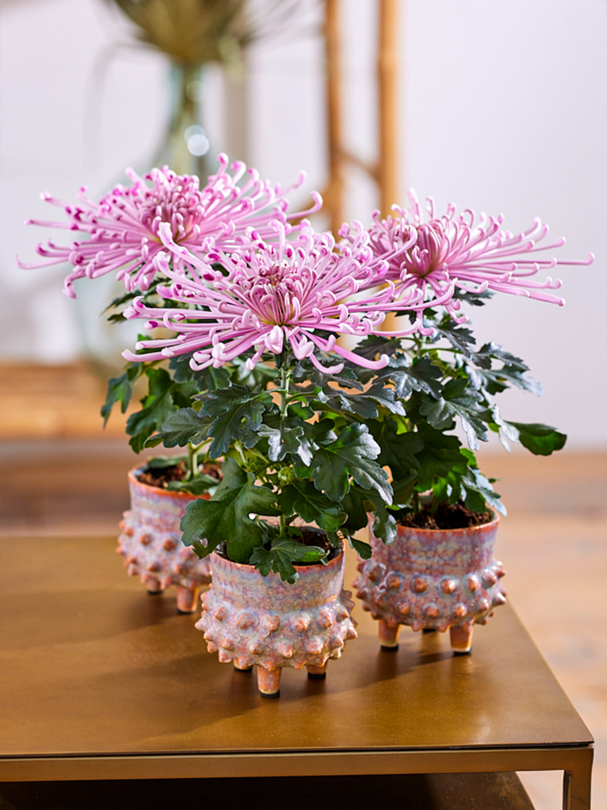 Chrysanthemum Firestone Pink - on Thursd