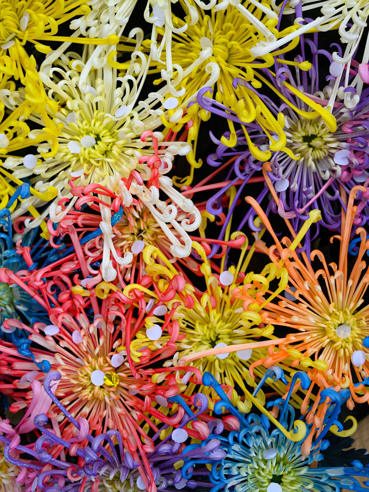 Chrysanthemum Fireworks Mix - on Thursd