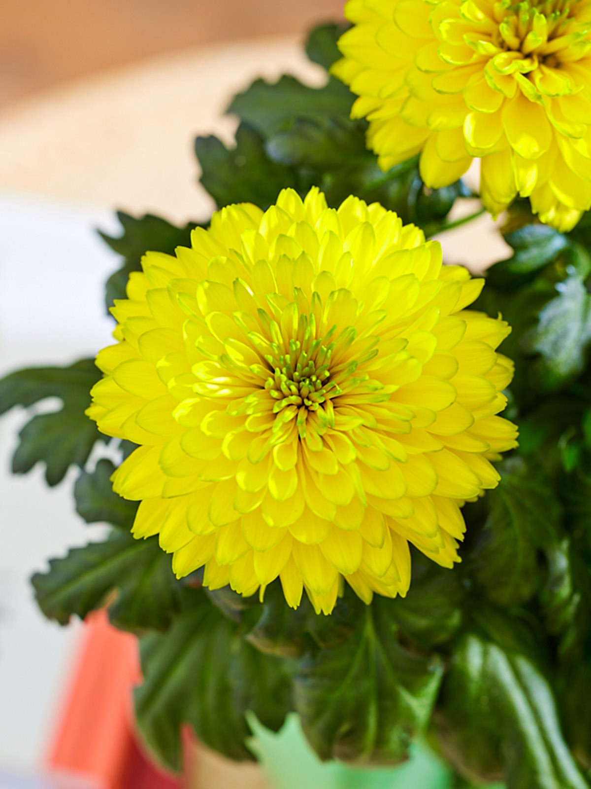 Chrysanthemum Nova Yellow - on Thursd