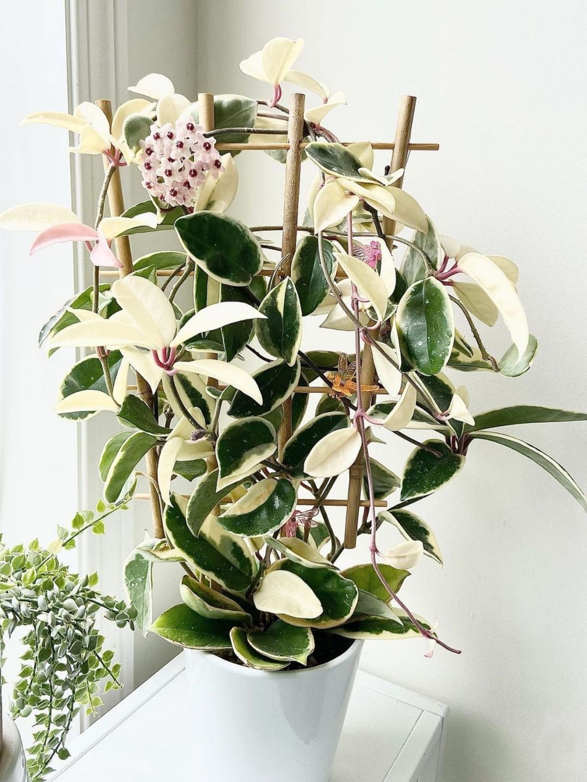 Hoya carnosa krimson queen flowering - credits pottersjungle - on thursd