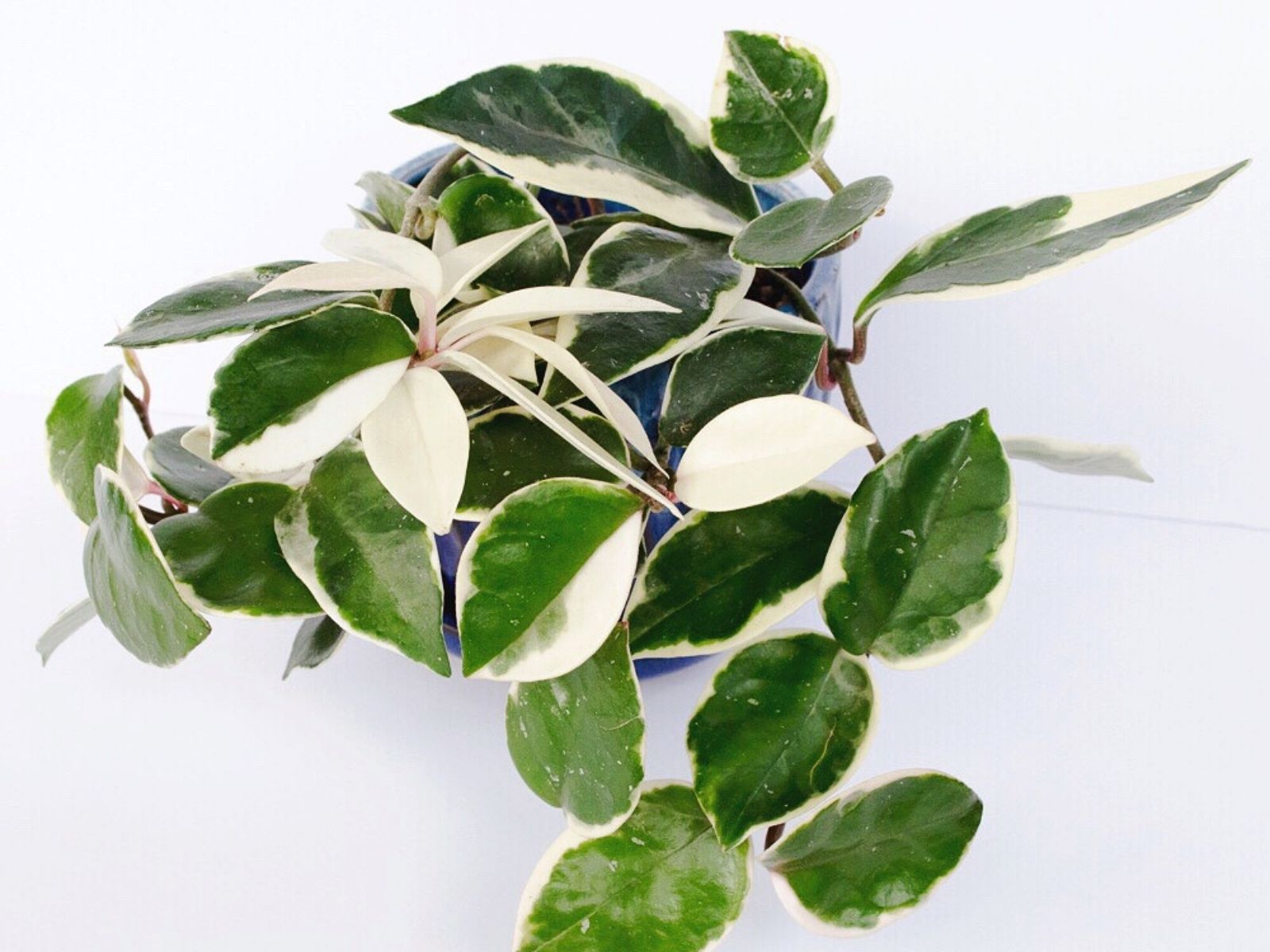 Hoya houseplant - carnosa krimson queen variegation species - on thursd - credits stamenandstemblog
