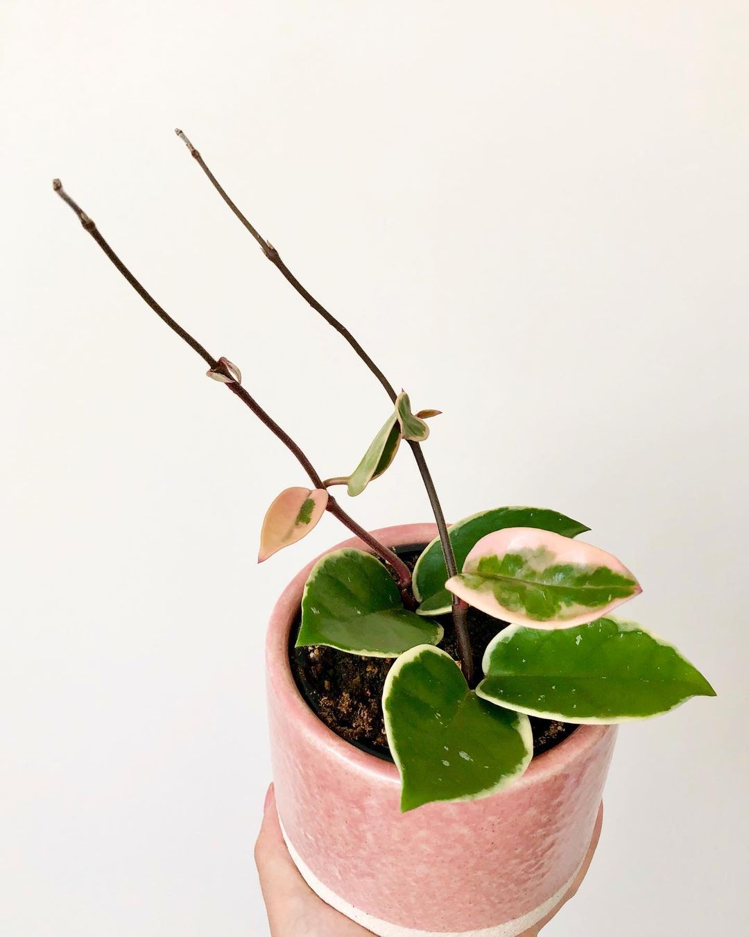 Hoya carnosa krimson queen in pink pot - on thursd - vancityplantmom credits