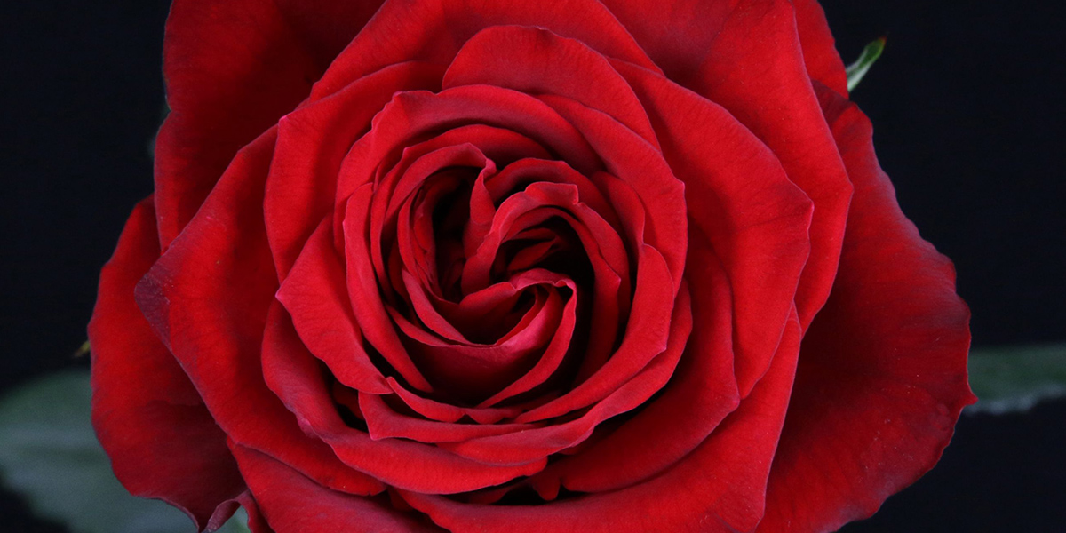 Rose Born Free Cut flower on Thursd header.jpg