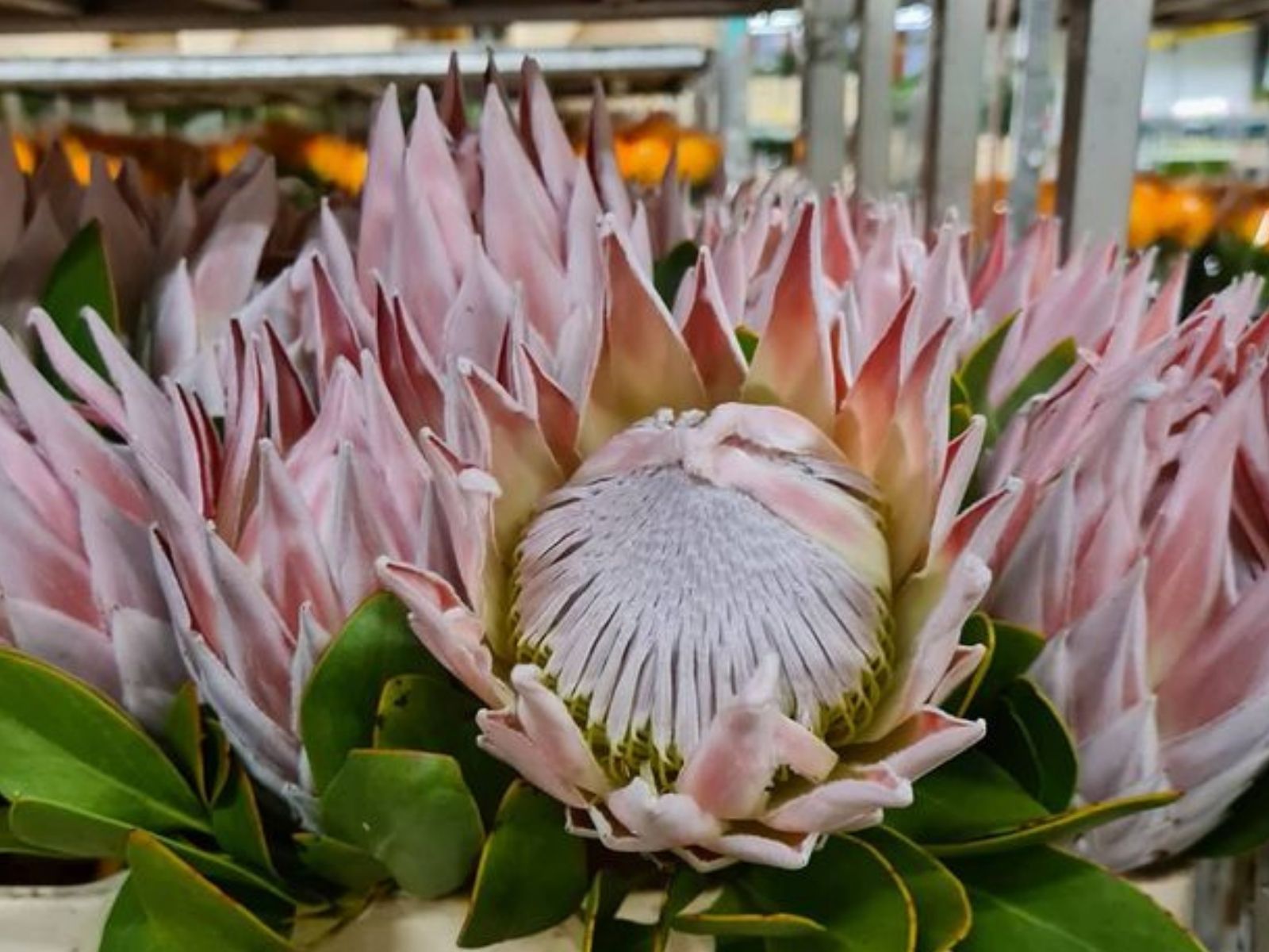 Protea from Duif Flowers on Thursd